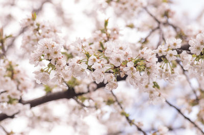 Close-up of white cherry blossom tree