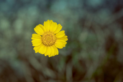 Close-up of yellow flowering plant