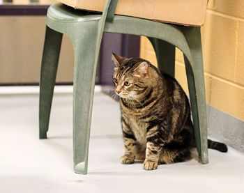 Cat looking away while sitting on seat