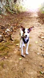 High angle view of dog standing on field