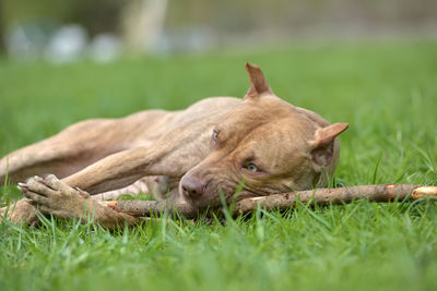 View of a dog relaxing on field