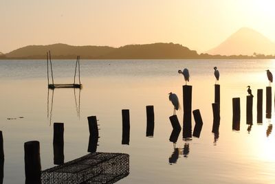 Herons perching on wooden posts in sea against sky