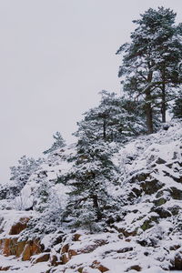 Low angle view of snow covered trees against sky