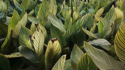 Full frame shot of corn field