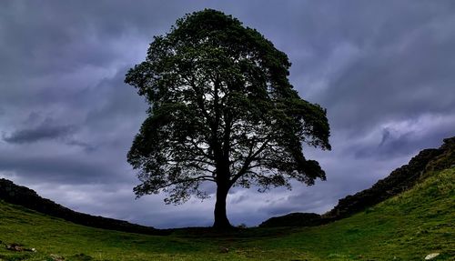 Sycamore tree 