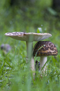 Close-up of mushroom on grass