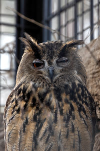 Close-up of owl