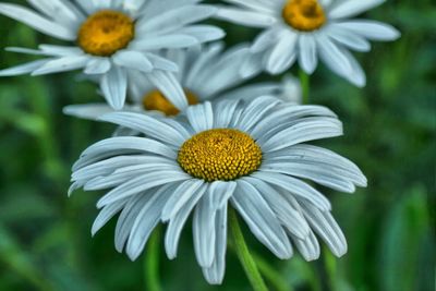 Close-up of daisy flowers