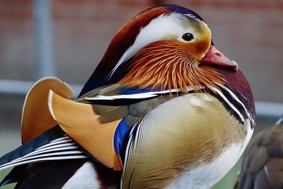 Close-up of a duck