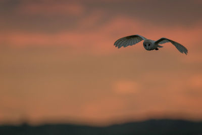 Low angle view of bird flying against sky during sunset