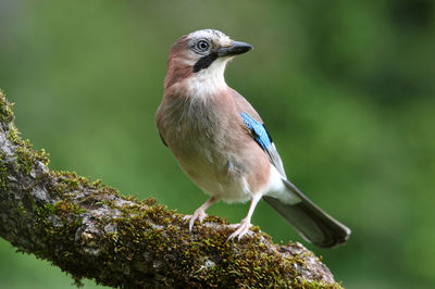 Close-up of bird perching on branch