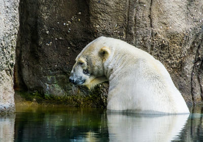 Side view of an animal in water