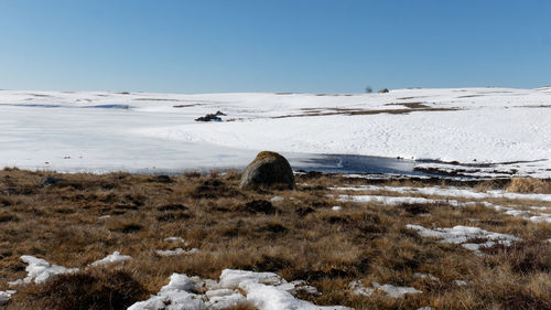 View of sheep on snow covered land