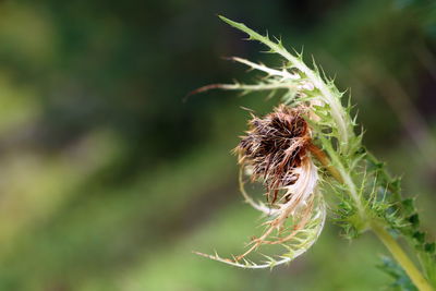 Close-up of wilted plant