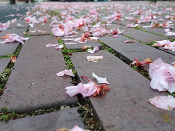 Pink flowers fallen on paved walkway
