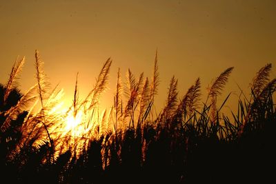 Close-up of silhouette plants on field against sky during sunset