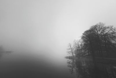 Trees in foggy weather