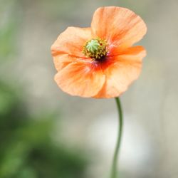 Close-up of orange poppy