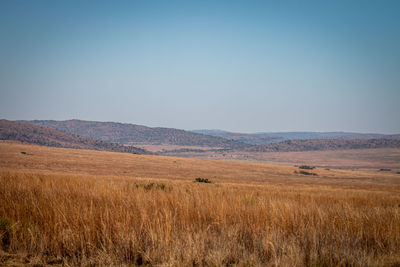 Scenic view of field against clear sky