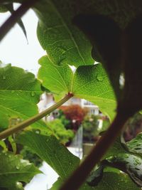 Close-up of leaves