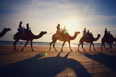 People riding camel at beach against sky during sunset