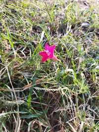 Close-up of pink flowering plant on field