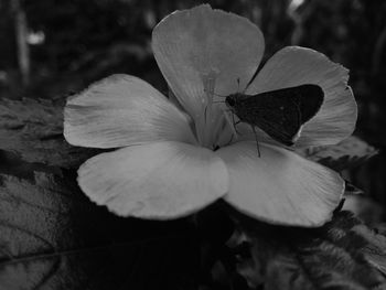 Close-up of flower