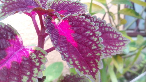 Close-up of purple flowers