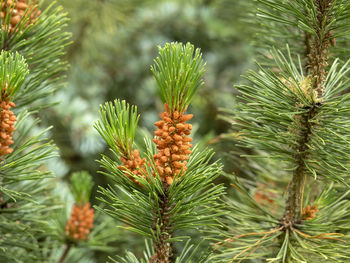Flowers and new needles on a mugo pine tree, pinus mugo