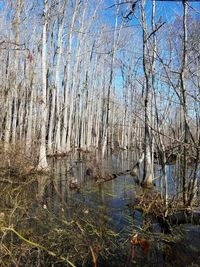 Reflection of bare trees in lake against sky