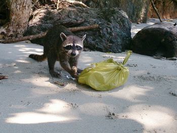 Portrait of raccoon by plastic bag at beach