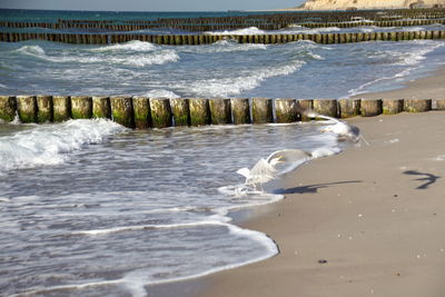 View of birds on beach