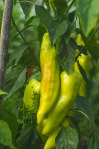 Close-up of yellow chili peppers on plant