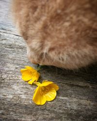 Yellow flowers