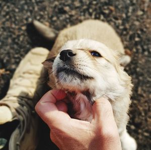 Close-up of hand holding dog