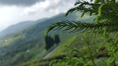 Close-up of plants