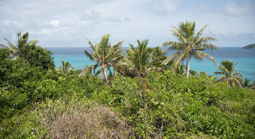 Palm trees by sea against sky