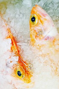 Close-up of fish swimming in water