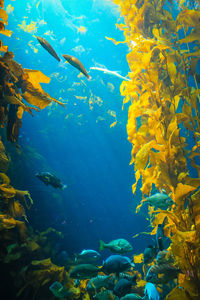 Low angle view of fish swimming in sea