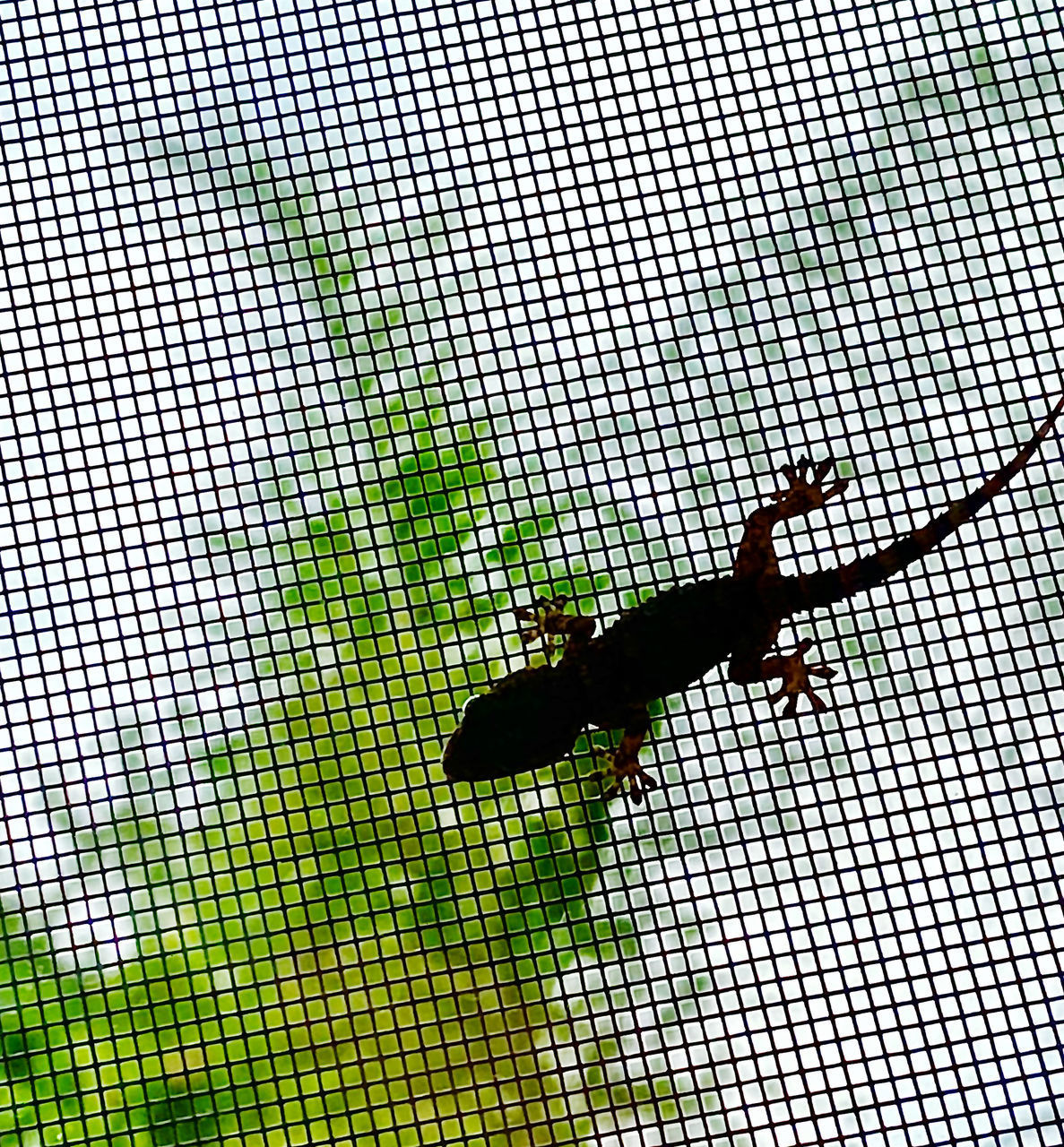 LOW ANGLE VIEW OF A LIZARD ON A SILHOUETTE