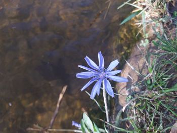 High angle view of flowering plant on field