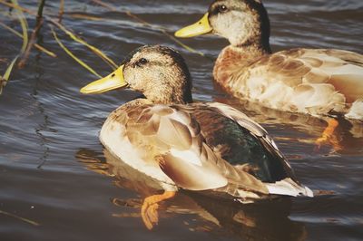 Close-up of duck swimming in lake