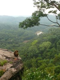 Scenic view of forest