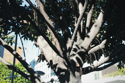 Low angle view of trees