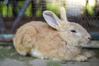 Close-up of rabbit