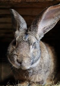 Close-up portrait of a rabbit