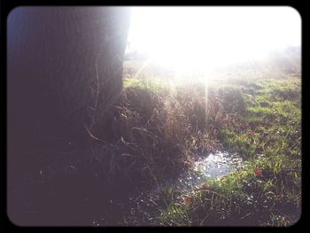 Sun shining through trees