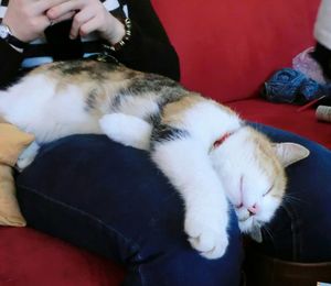 Cropped image of man sleeping