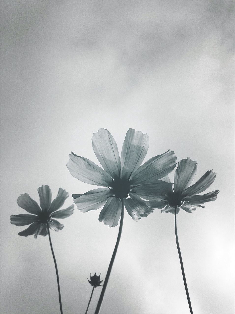 flower, fragility, growth, freshness, stem, petal, flower head, beauty in nature, nature, plant, close-up, low angle view, bud, blooming, leaf, sky, in bloom, white color, no people, twig