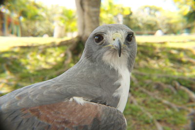 Close-up portrait of eagle